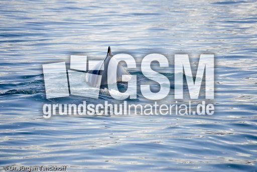 Buckelwal (51 von 57).jpg